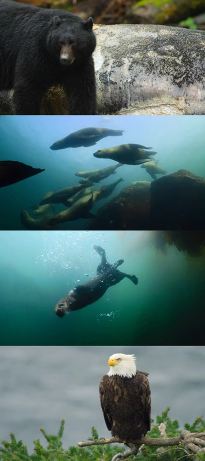 Download Island of the Sea Wolves | 2022 | Season 1 | Dual Audio | Hindi-English | Netflix Original Web Series | 480p 720p 1080p | MoviesRock